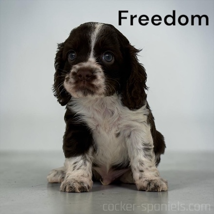 puppy, for, sale, Cocker Spaniel, Joe & Cherri  Overlease, dog, breeder, Miller, MO, dog-breeder, puppy-for-sale, forsale, nearby, find, puppyfind, locator, puppylocator, aca
